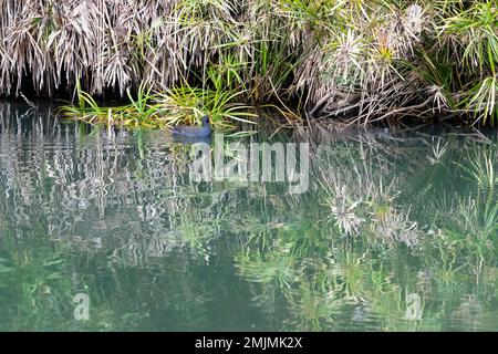 Dusky Moorhen schwimmt zwischen grünem Schilf im Carnarvon National Park, Queensland, Australien Stockfoto