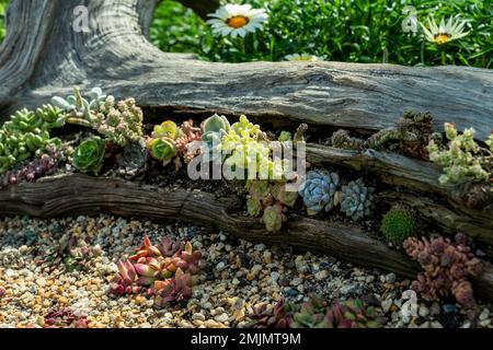 Singapurs Garten an der Marina Bay Stockfoto