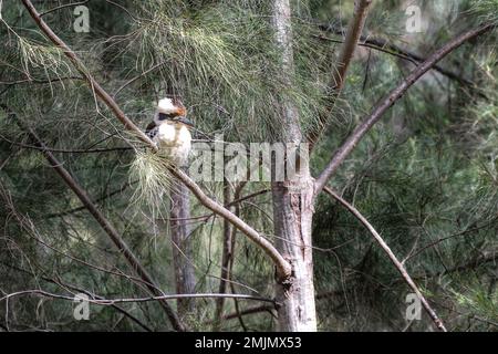 Kookaburra sitzt auf einem Baum und hält ein gutes Auge für eine Mahlzeit im Carnarvon National Park in Queensland, Australien Stockfoto