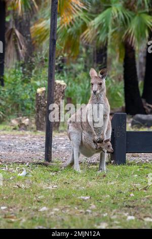 Baby-Känguru steckt seinen Kopf und seine Beine aus dem Mütterbeutel im Carnarvon National Park Visitors Center in Queensland, Australien. Stockfoto