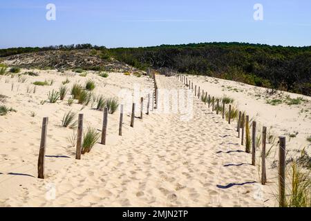 Zugang zum Meer am Strand in Sanddünen und Zaun des atlantischen Ozeans an der küste von lacanau in frankreich Stockfoto