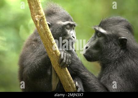 Eine Erwachsene weibliche Person von Sulawesi Schwarzkammmakaken (Macaca nigra) interagiert mit einem Jugendlichen (links) im Naturschutzgebiet Tangkoko, North Sulawesi, Indonesien. Gesichtsausdrücke sind ein Hauptkommunikationskanal, der von vielen verschiedenen Primatenarten verwendet wird, so ein Team von Primaten-Wissenschaftlern unter der Leitung von Jerome Micheletta in ihrer 2015 veröffentlichten Arbeit, die über PubMed (National Library of Medicine, National Center for Biotechnology Information) aufgerufen wurde. Ein weiteres Team von Wissenschaftlern fügte im August 2022 hinzu: „Lipsmacking ist in der Regel ein Affiliative Signal... Stockfoto