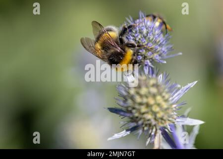 Nahaufnahme einer weißen Hummel (bombus lucorum), die eine südliche Globethistelblume (echinops ritro) bestäubt Stockfoto