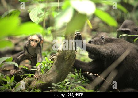Ein neugieriger Säugling von Sulawesi-Schwarzkammmakaken (Macaca nigra) entfernt sich während der Entwöhnungszeit von seiner Mutter in ihrem natürlichen Lebensraum, dem Tiefland-Regenwald im Naturschutzgebiet Tangkoko, North Sulawesi, Indonesien. Die Entwöhnungsphase eines makaken Säuglings – im Alter von 5 Monaten bis zum Alter von 1 Jahren – ist die früheste Lebensphase, in der die Säuglingssterblichkeit am höchsten ist. Primate Wissenschaftler des Macaca Nigra Project beobachteten, dass '17 der 78 Säuglinge (22%) im ersten Lebensjahr verschwanden. Acht dieser 17 Toten wurden mit großen Stichwunden gefunden. Das Klima... Stockfoto