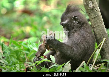 Ein junger Mensch aus Sulawesi-Schwarzkammmakaken (Macaca nigra) hält einen Frosch in der Hand, den er im Naturschutzgebiet Tangkoko, Nord-Sulawesi, Indonesien, gefangen hat. Timothy O'Brien und Margaret Kinnaird – Wissenschaftler der Primaten – haben beobachtet und berichtet, dass es zu Raubtieren auf Frosch sowie auf Fledermaus, Fliegenschnäffchen, Waldgecko und Eiern von rotem Dschungelhuhn kommt. Die Auswirkungen des Klimawandels auf die endemischen Arten sind auf verändertes Verhalten und Nahrungsverfügbarkeit zu sehen, die ihre Überlebensrate beeinflussen. Stockfoto