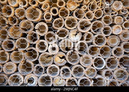 Gitterrohre Bambuszweig Hotel Insektenhaus Holz bietet Schutz und Nisthilfe für Bienen und andere Insekten Stockfoto