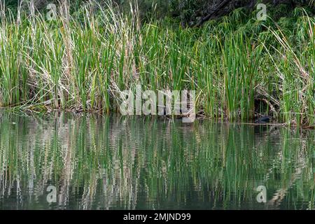 Dusky Moorhen schwimmt zwischen grünem Schilf im Carnarvon National Park, Queensland, Australien Stockfoto