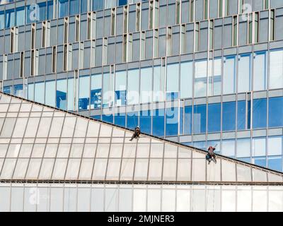 Zwei Kletterer mit Sicherheitsseilen reinigen Fenster oder reparieren Wände moderner Wolkenkratzer. Gefährliche Arbeit in der Metropole. Stockfoto