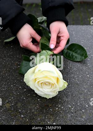 Berlin, Deutschland. 27. Januar 2023. Eine Frau überreicht eine Blume am Denkmal für die ermordeten Juden Europas in Berlin, Deutschland, am 27. Januar 2023. Die Gedenkstätte im Zentrum Berlins wurde erbaut, um etwa 6 Millionen Juden zu gedenken, die von den Nazis im Zweiten Weltkrieg getötet wurden Im Jahr 2005 verabschiedete die Generalversammlung der Vereinten Nationen eine Resolution, mit der der 27. Januar zum Internationalen Gedenktag zum Gedenken an die Opfer des Holocaust erklärt wurde. Kredit: Ren Pengfei/Xinhua/Alamy Live News Stockfoto