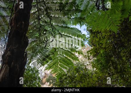 Wunderschönes Muster von einer Cyathea cooperi (Australian Tree Fern). Ein schnell wachsender Baumfarn mit weit verbreitetem Frond in der Carnarvon-Schlucht. Stockfoto