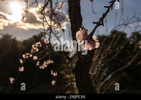 Nahaufnahme der ersten Blüten eines Mandelbaums in Winterblüte. Insel Mallorca, Spanien Stockfoto