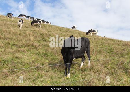 Die Aussicht auf Kühe, die friedlich an einem sonnigen Tag in Neuseeland auf einem Hang weiden. Stockfoto