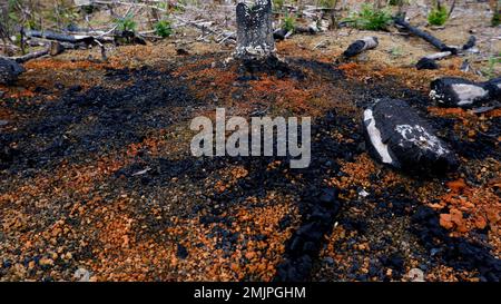 Verbrannte Bäume Verbrannten Und Hinterließen Spuren Auf Dem Boden Stockfoto