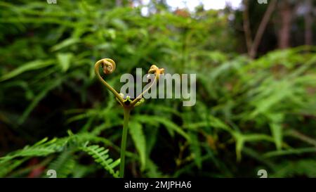 Junge Farne, Die Wild Im Wald Wachsen Stockfoto