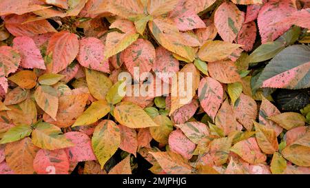 Acalypha wilkesiana bekannt als Copper Leaf, Capa de Obispo Beefsteak Plant, kommen Sie mir nach, wenn Sie können usw. Nahaufnahme von Hintergrundtapeten natürlicher Textur Stockfoto