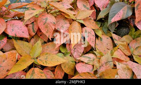 Acalypha wilkesiana bekannt als Copper Leaf, Capa de Obispo Beefsteak Plant, kommen Sie mir nach, wenn Sie können usw. Nahaufnahme von Hintergrundtapeten natürlicher Textur Stockfoto