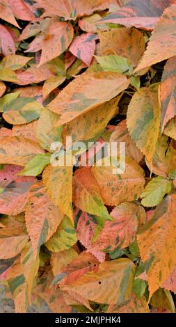 Acalypha wilkesiana bekannt als Copper Leaf, Capa de Obispo Beefsteak Plant, kommen Sie mir nach, wenn Sie können usw. Nahaufnahme von Hintergrundtapeten natürlicher Textur Stockfoto