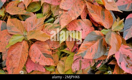 Acalypha wilkesiana bekannt als Copper Leaf, Capa de Obispo Beefsteak Plant, kommen Sie mir nach, wenn Sie können usw. Nahaufnahme von Hintergrundtapeten natürlicher Textur Stockfoto