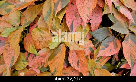 Acalypha wilkesiana bekannt als Copper Leaf, Capa de Obispo Beefsteak Plant, kommen Sie mir nach, wenn Sie können usw. Nahaufnahme von Hintergrundtapeten natürlicher Textur Stockfoto