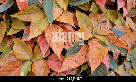 Acalypha wilkesiana bekannt als Copper Leaf, Capa de Obispo Beefsteak Plant, kommen Sie mir nach, wenn Sie können usw. Nahaufnahme von Hintergrundtapeten natürlicher Textur Stockfoto