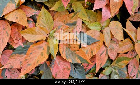 Acalypha wilkesiana bekannt als Copper Leaf, Capa de Obispo Beefsteak Plant, kommen Sie mir nach, wenn Sie können usw. Nahaufnahme von Hintergrundtapeten natürlicher Textur Stockfoto