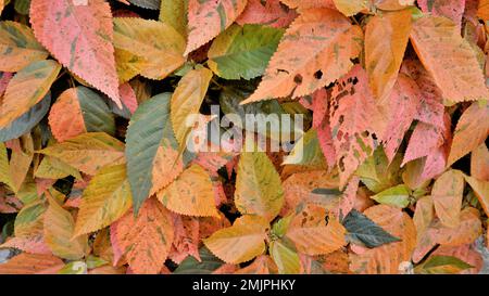 Acalypha wilkesiana bekannt als Copper Leaf, Capa de Obispo Beefsteak Plant, kommen Sie mir nach, wenn Sie können usw. Nahaufnahme von Hintergrundtapeten natürlicher Textur Stockfoto