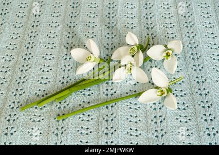 Nahaufnahme der wunderschönen weißen Schneetropfen Frühlingsblumen auf blauem Stoffhintergrund Stockfoto