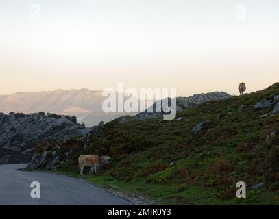 Asturien und Kantabrien sind bekannt für ihre Strände, aber der Zauber liegt in den Bergen des Picos de Europa Stockfoto