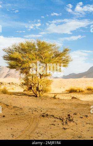 Grüne Pflanze in der Sahara. Saharan Cypress oder Tarout (Cupressus dupreziana), sehr seltener Nadelbaum Tadrart Region, Tassili n’Ajjer National Stockfoto