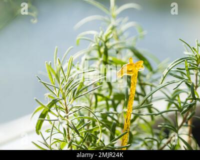 Gelbe Plastikgiraffe im Blumentopf mit wachsendem Rosmarin. Keimung von Heilkräutern zu Hause. Bio-Pflanze und dekoratives Tier auf Fensterbank. Stockfoto