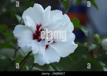 Weiße Hibiskusblume aus nächster Nähe im Garten Stockfoto