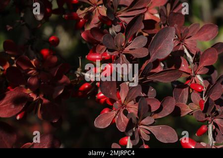 Berberis Thunbergii. Beeren auf dem Ast Stockfoto