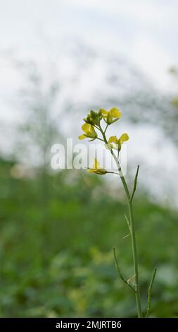 Wunderschöne kleine Blumen von Brassica nigra, auch bekannt als schwarzer Senf. Seine Samen wurden als Gewürze verwendet. Stockfoto