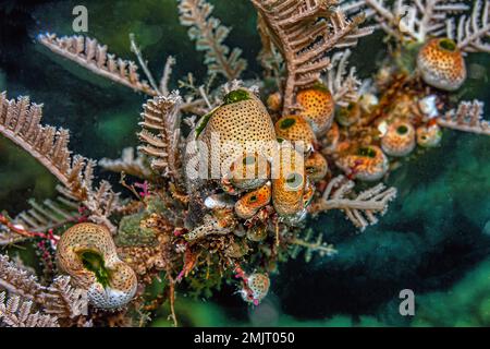 Tunicate ist ein wirbelloses Meerestier, ein Mitglied des Subylum Tunicata. Es ist Teil der Chordata, ein Phylum Stockfoto