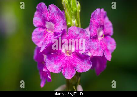 Makroaufnahme einer wunderschönen Nahaufnahme einer blühenden Lavendel-Tarpeta in einem Sommergarten in Mumbai, Indien. Stockfoto