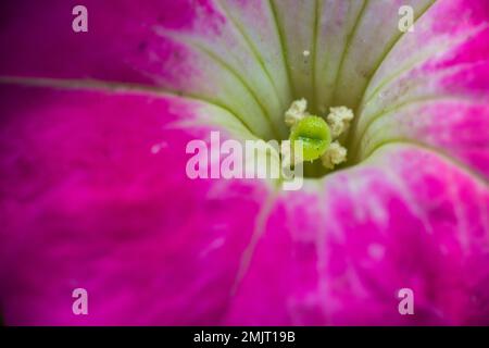 Makroaufnahme einer wunderschönen Nahaufnahme einer leuchtend rosa Blume in einem Sommergarten in Mumbai, Indien. Stockfoto