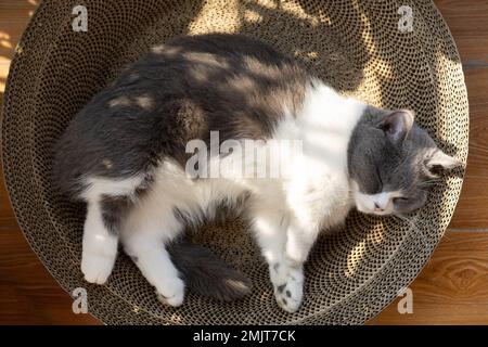 Eine süße Kurzhaarkatze, die auf dem Balkon ein Sonnenbad nimmt Stockfoto