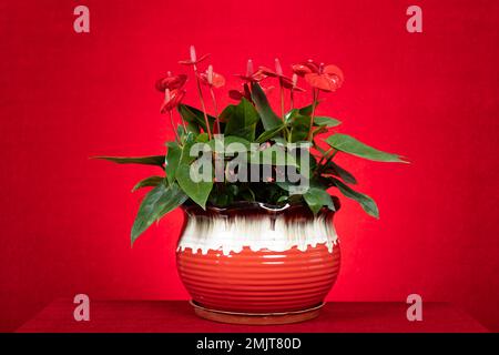 Wunderschöne Topfpflanze aus Anthurium andraeanum auf rotem Hintergrund Stockfoto