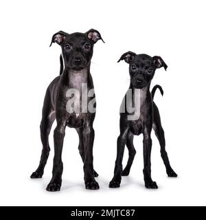 Süßes Duo von 2 italienischen Greyhound alias Italienische Sighthound Welpen, die vorne stehen. Ich schaue direkt in die Kamera. Isoliert auf weißem Hintergrund. Stockfoto