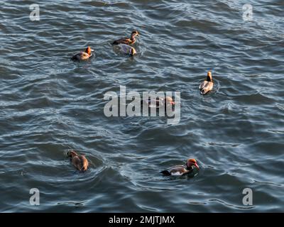 Schar von Rotkammmuscheln oder Netta rufina. Wenige große Taucherente im Wasser. Stockfoto