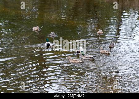 Wilde Ente, die im See in Formation schwimmt Stockfoto