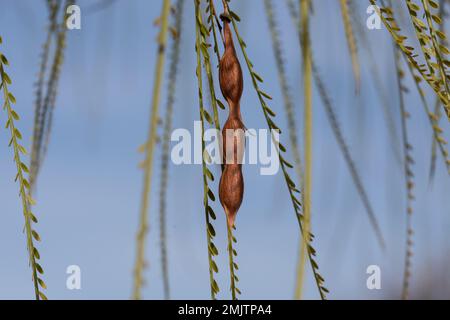 Samen von Palo verde- oder Jerusalem-Dorn (Parkinsonia aculeata), die an einem Ast hängen Stockfoto