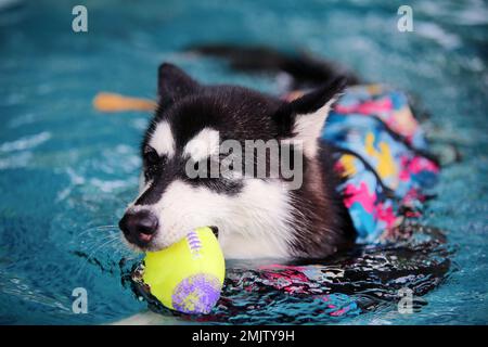 Alaska Malamute Hündchen trägt eine Schwimmweste und hält das Spielzeug im Pool im Mund. Hund schwimmt. Hund spielt mit Ball. Stockfoto