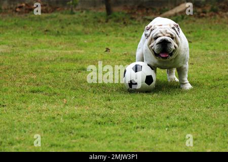 Englischer Bulldog spielt Fußball auf dem Grasfeld. Hund mit Fußball im Park. Hund lächelt. Stockfoto