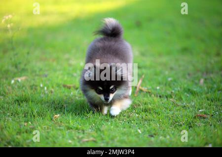 Porträt eines süßen pommerischen Hundes, der im Park lächelt. Hund lächelt. Glücklicher Hund. Flauschiger Hund, der auf dem Wiesenfeld frei herumläuft. Stockfoto