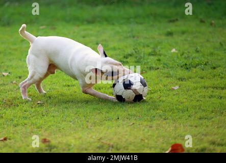 Bull Terrier jagt Fußball im Park. Ein Hund spielt Fußball auf dem Rasenplatz. Stockfoto