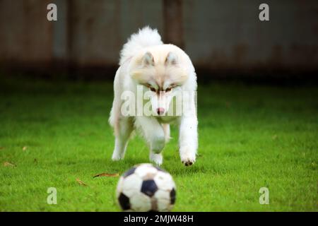 Sibirischer Husky, der Fußball im Park jagt. Ein Hund spielt Fußball auf dem Rasenplatz. Stockfoto