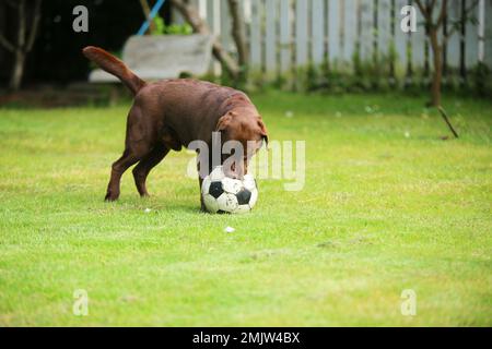 Labrador Retriever jagt Fußball im Park. Ein Hund spielt Fußball auf dem Rasenplatz. Stockfoto