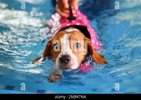 Beagle trägt Schwimmweste und schwimmt im Pool. Hund schwimmt. Stockfoto