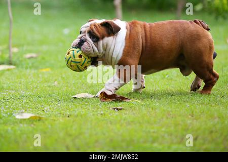 Bulldog, der den Ball im Mund hält und im Park spaziert. Ein Hund spielt Fußball auf dem Rasenplatz. Stockfoto